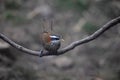 Streak breasted Scimitar Babbler, Pomatorhinus ruficollis ruficollis